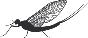 mayfly logo